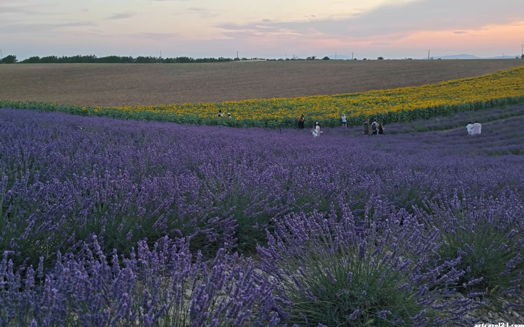 بروفانس وابينيون ومنطقة حقول اللافندر