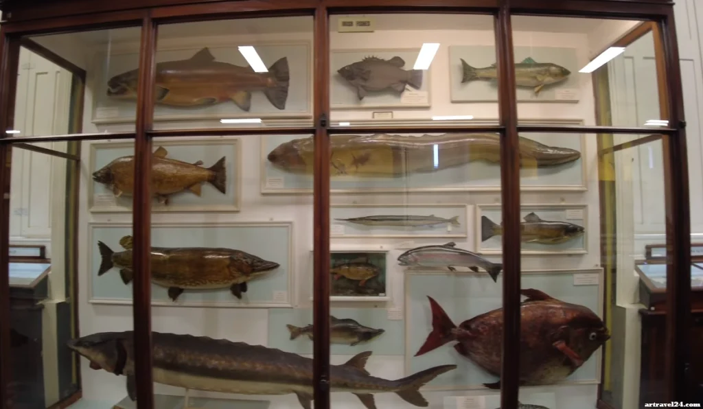 زيارة متحف ايرلندا الوطني National Museum of Ireland